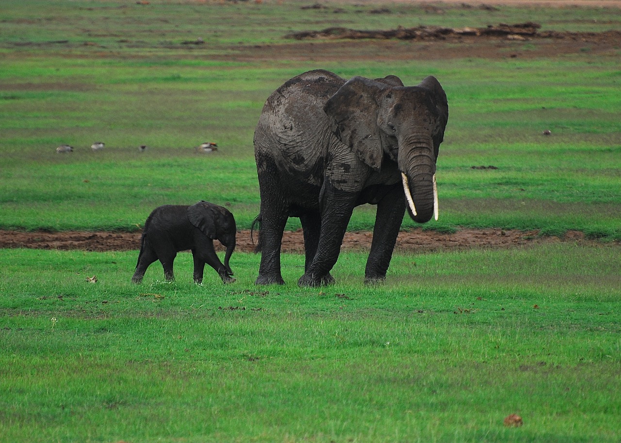 Restoring the Web: Rebuilding Degraded Ecosystems for Improved Biodiversity